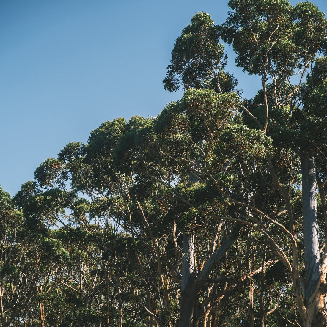 Eucalyptus Herb Found in Our Tea Blends and Its Benefits - Smooth September, LLC